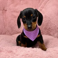 Frida, a female Miniature Dachshund for sale in Santa Ana, CA – 2 of 2