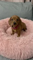 Cinammon, a female Miniature Dachshund for sale in Santa Ana, CA – 3 of 4