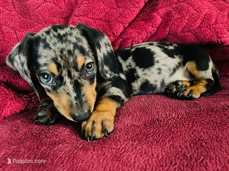 Oreo – Miniature Dachshund puppy for sale in Santa Ana, CA
