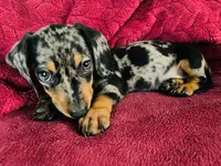 Oreo, a male Miniature Dachshund for sale in Santa Ana, CA – 1 of 6
