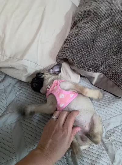 Kiara, a female Pug for sale in Santa Ana, CA – 3 of 4