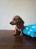 Leo, a male Dachshund for sale in Santa Ana, CA – 2 of 5