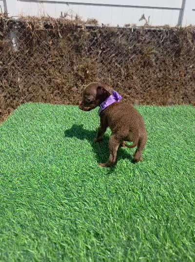 London, a female Chihuahua for sale in Santa Ana, CA – 3 of 3
