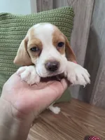 Peanut, a male Beagle for sale in Santa Ana, CA – 2 of 3