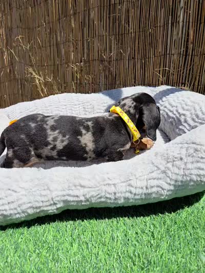 Oreo, a male Dachshund and Miniature Dachshund for sale in Santa Ana, CA – 4 of 7