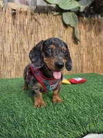 Cosmos , a male Miniature Dachshund for sale in Santa Ana, CA – 3 of 7