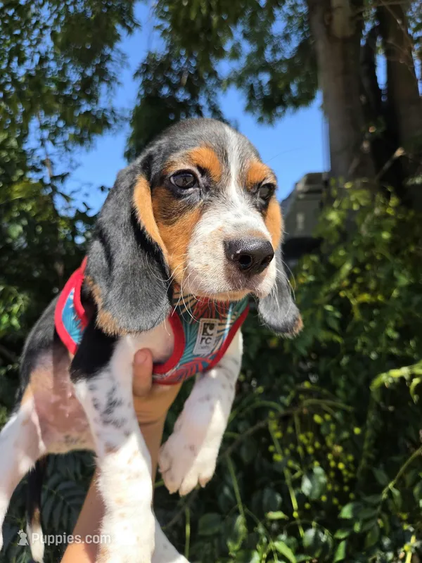 Thompson  – Beagle puppy for sale in Santa Ana, CA