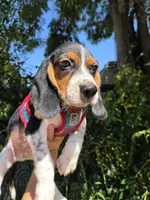 Thompson , a male Beagle for sale in Santa Ana, CA – 1 of 7