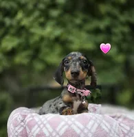 Sunshine, a female Miniature Dachshund for sale in Vista, CA – 2 of 9