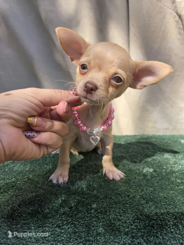 Channel ( green eyes ), a female Chihuahua for sale in Vista, CA – 1 of 3