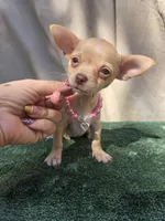Channel ( green eyes ), a female Chihuahua for sale in Vista, CA – 1 of 3