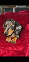 Oreo, a male Miniature Dachshund for sale in Santa Ana, CA – 3 of 6