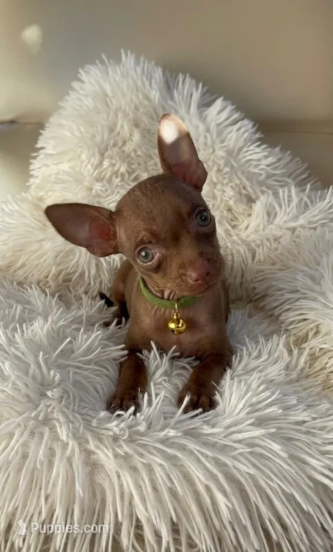 Resses – Chihuahua puppy for sale in Fountain Valley, CA