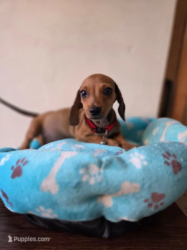 Leo – Dachshund puppy for sale in Santa Ana, CA