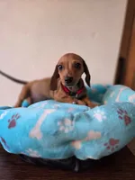 Leo, a male Dachshund for sale in Santa Ana, CA – 1 of 5