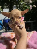 Paris, a female Chihuahua for sale in Santa Ana, CA – 5 of 8