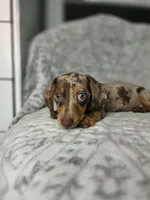 Resses  (1blue/1green eye), a male Miniature Dachshund for sale in Vista, CA – 4 of 6