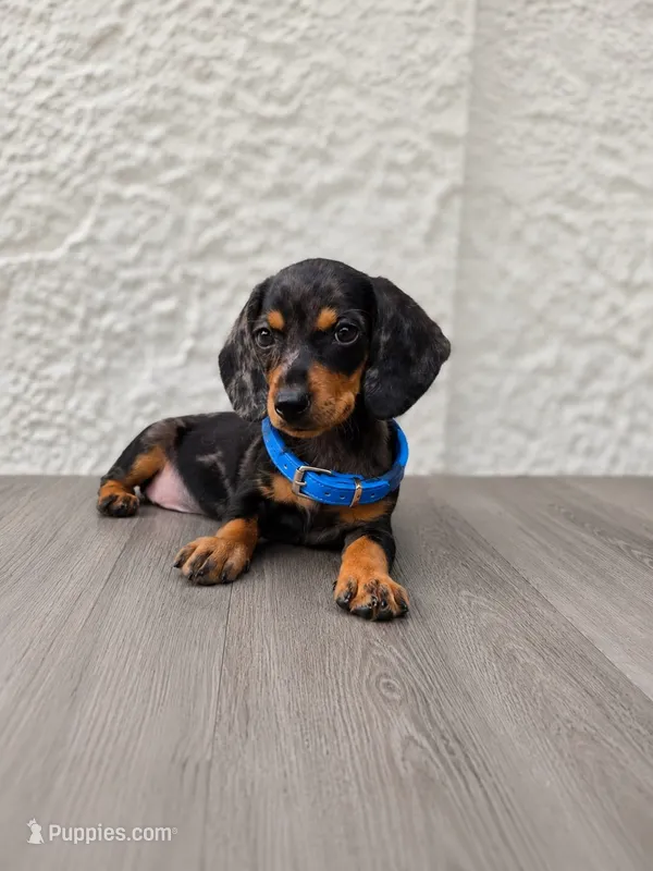 Archie (dapple) – Miniature Dachshund puppy for sale in Santa Ana, CA