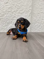 Archie (dapple), a male Miniature Dachshund for sale in Santa Ana, CA – 1 of 3