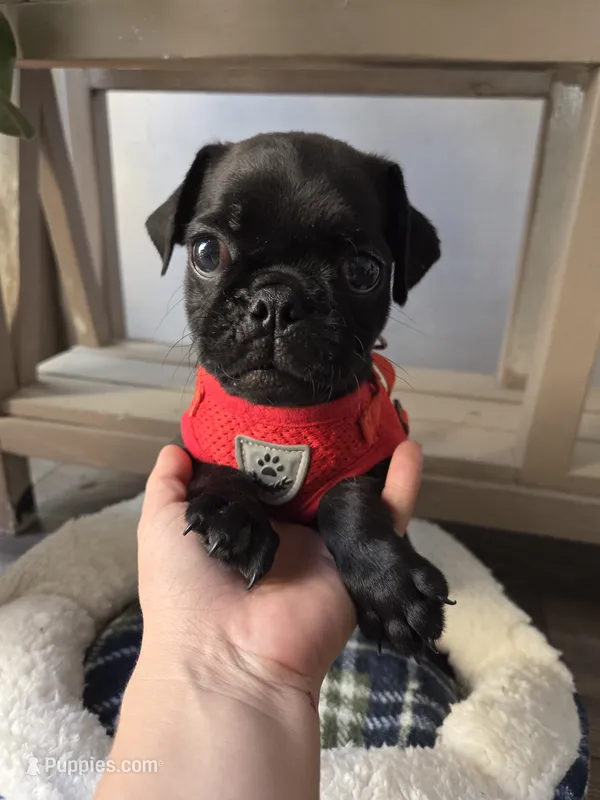 Chonky – Pug puppy for sale in Santa Ana, CA