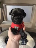 Chonky, a male Pug for sale in Santa Ana, CA – 1 of 5