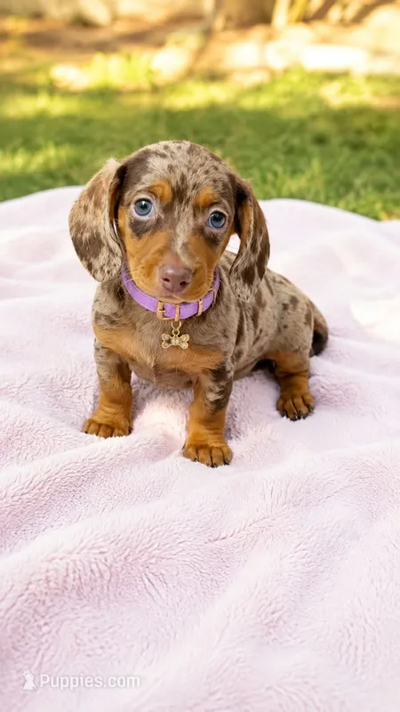 Charlotte – Miniature Dachshund puppy for sale in Santa Ana, CA