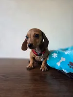 Leo, a male Dachshund for sale in Santa Ana, CA – 4 of 5