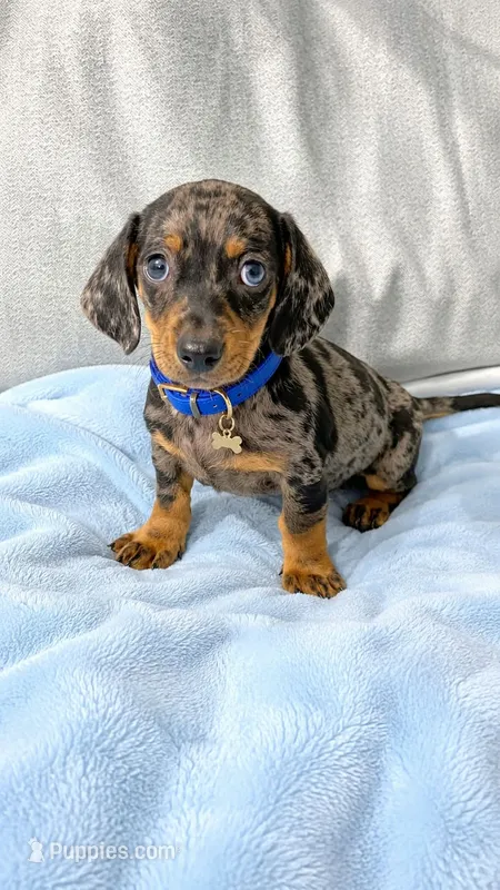 Cosmos – Dachshund, Miniature Dachshund puppy on hold in Santa Ana, CA
