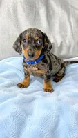 Cosmos, a male Dachshund and Miniature Dachshund for sale in Santa Ana, CA – 1 of 1