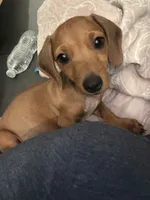 Taco, a male Dachshund and Miniature Dachshund for sale in Santa Ana, CA – 2 of 2