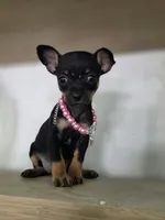 Lila, a female Chihuahua for sale in Vista, CA – 3 of 4