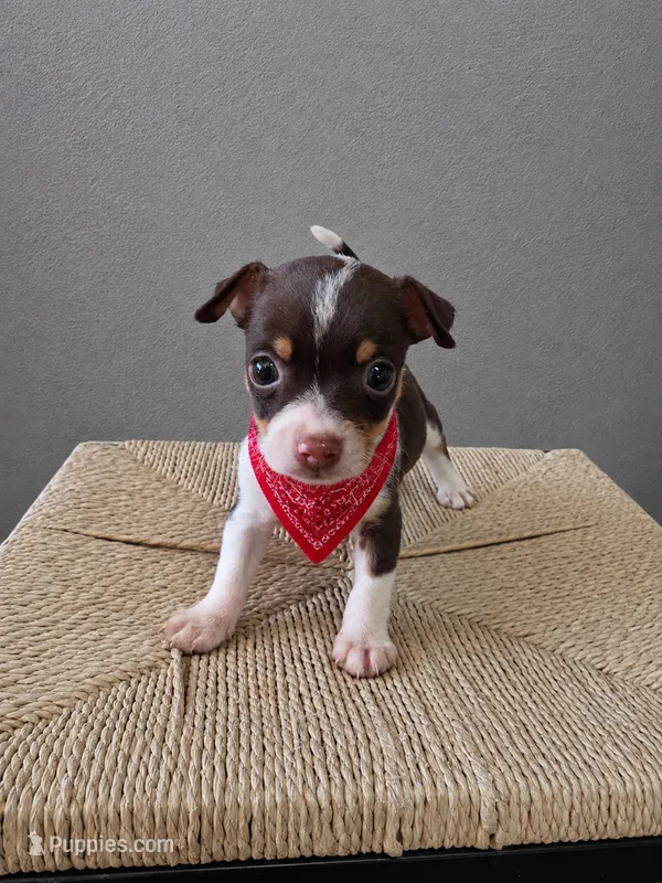 Tommy (toy chihuahua) – Chihuahua puppy for sale in Fountain Valley, CA