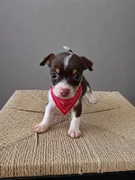 Tommy (toy chihuahua), a male Chihuahua for sale in Fountain Valley, CA – 1 of 5
