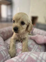 Lady, a female Cocker Spaniel and English Cocker Spaniel for sale in Santa Ana, CA – 2 of 5