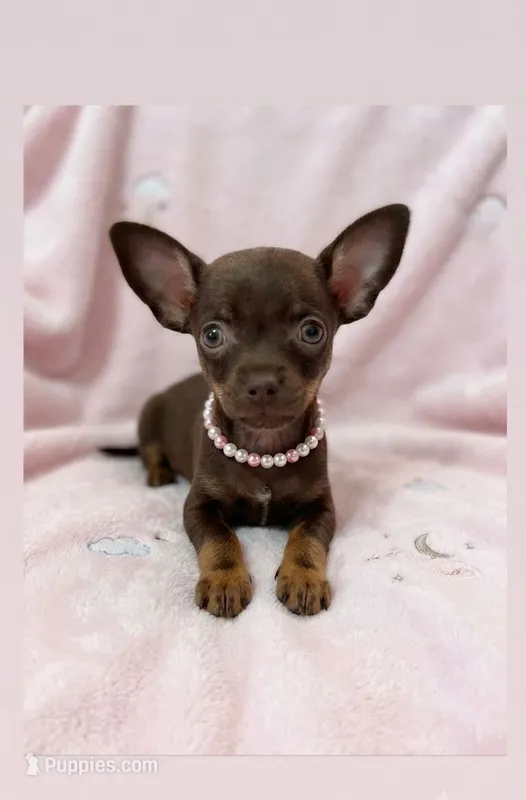 London – Chihuahua puppy for sale in Garden Grove, CA