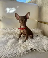 Chico, a male Chihuahua for sale in Fountain Valley, CA – 2 of 2