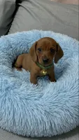 Ron, a male Miniature Dachshund for sale in Santa Ana, CA – 3 of 4