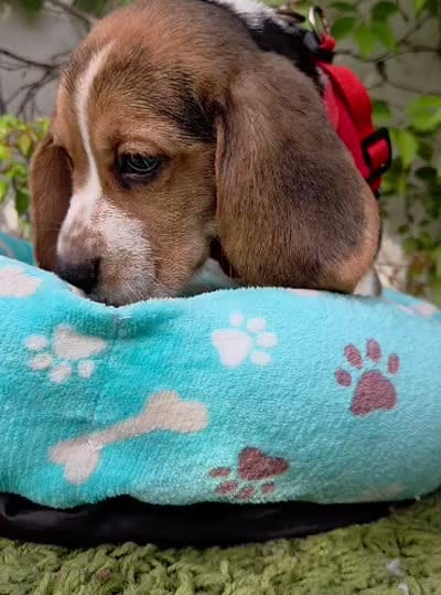 Thor , a male Beagle for sale in Santa Ana, CA – 3 of 3
