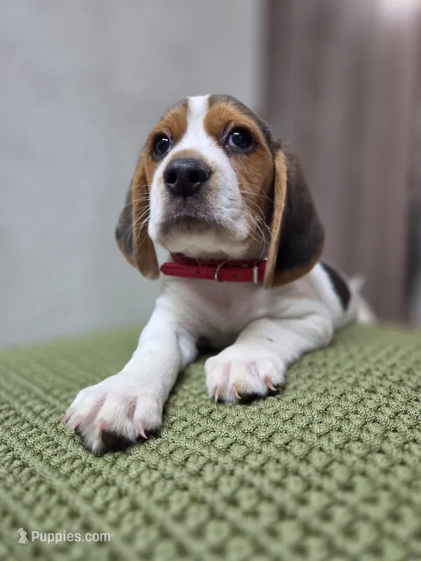Thor – Beagle puppy for sale in Santa Ana, CA