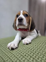 Thor, a male Beagle for sale in Santa Ana, CA – 1 of 4