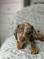 Resses  (1blue/1green eye), a male Miniature Dachshund for sale in Vista, CA – 6 of 6