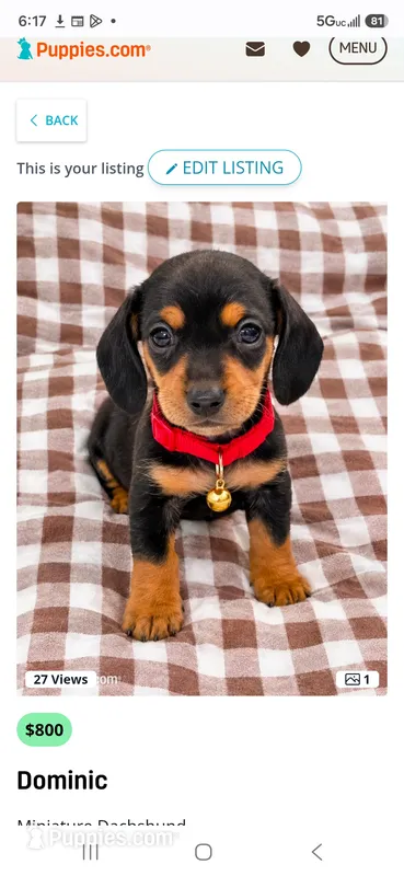 Dominic – Miniature Dachshund puppy for sale in Santa Ana, CA