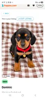 Dominic, a male Miniature Dachshund for sale in Santa Ana, CA – 1 of 2