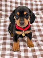 Dominic, a male Miniature Dachshund for sale in Santa Ana, CA – 2 of 2