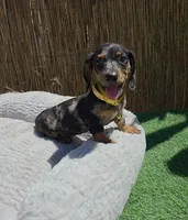 Oreo, a male Dachshund and Miniature Dachshund for sale in Santa Ana, CA – 2 of 7
