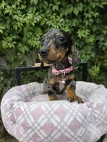 Sunshine, a female Miniature Dachshund for sale in Vista, CA – 5 of 9