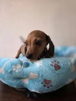 Leo, a male Dachshund and Miniature Dachshund for sale in Santa Ana, CA – 4 of 4
