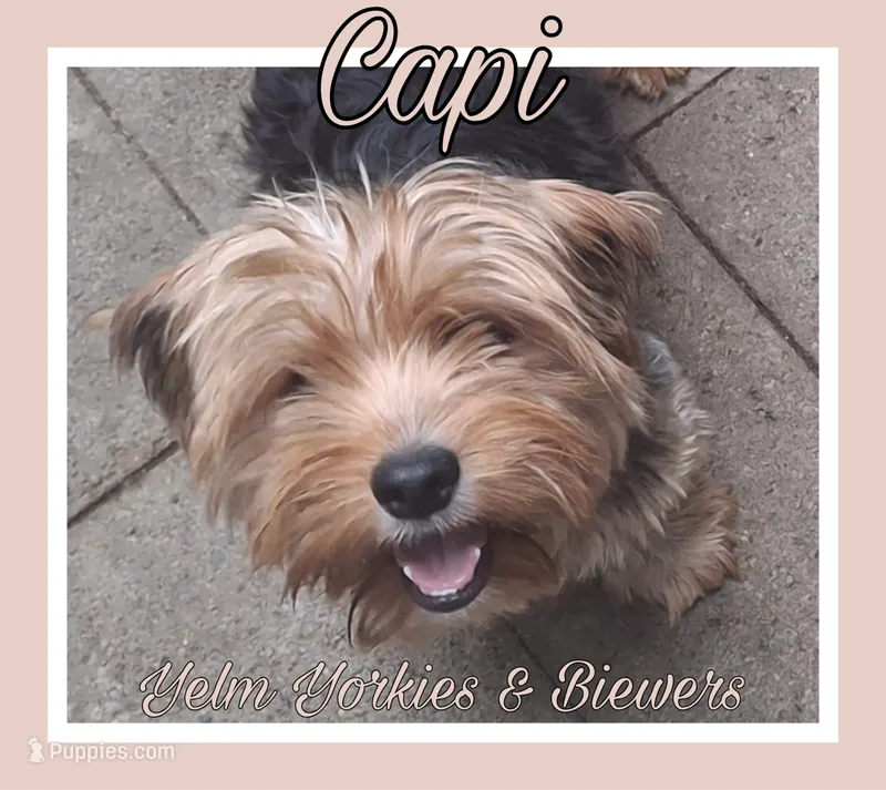 Capi – Yorkshire Terrier puppy for sale in Yelm, WA