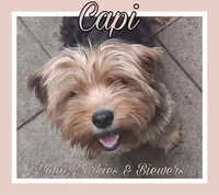 Capi, a male Yorkshire Terrier for sale in Yelm, WA – 1 of 3