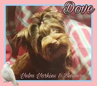 Dove, a female Yorkshire Terrier for sale in Yelm, WA – 1 of 3